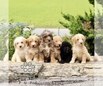 Small #1 Goldendoodle (Miniature)