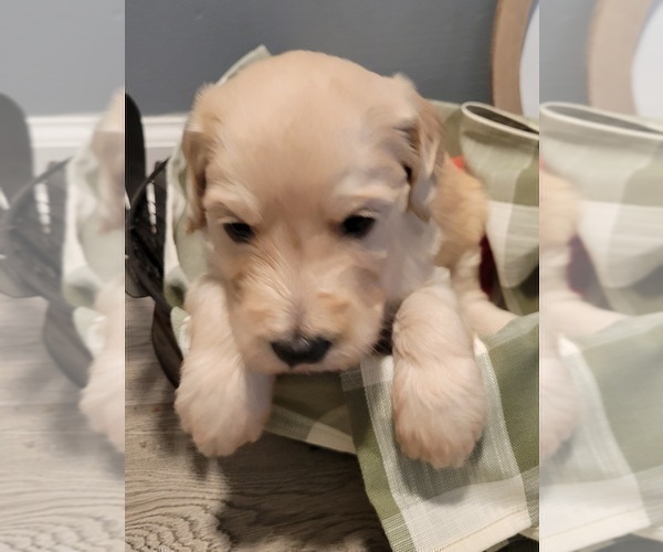 Medium Photo #5 Goldendoodle Puppy For Sale in KANSAS CITY, MO, USA