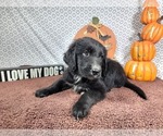 Small #9 Golden Mountain Dog