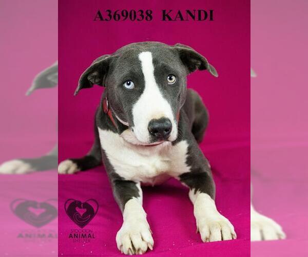 Medium Photo #1 Mutt Puppy For Sale in Stockton, CA, USA