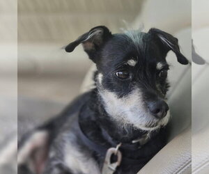 Miniature Pinscher-Unknown Mix Dogs for adoption in Claremore, OK, USA