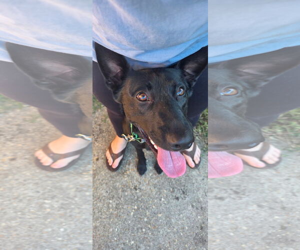 Medium Photo #1 Mutt Puppy For Sale in Stevens Point, WI, USA