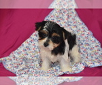 Small #1 Yorkshire Terrier