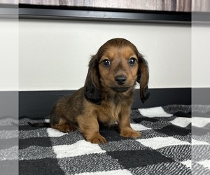 Dachshund Puppy for sale in FRANKLIN, IN, USA