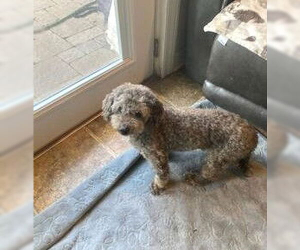 Medium Photo #2 Poodle (Miniature) Puppy For Sale in Wheaton, IL, USA