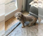Small #1 Poodle (Miniature)