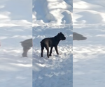 Small #24 Cane Corso