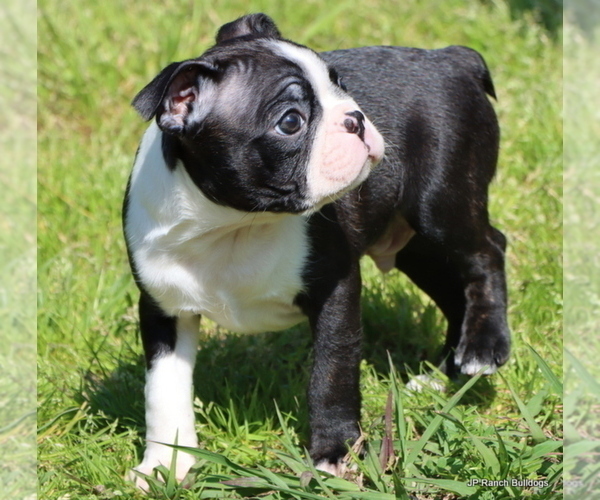 Medium Photo #22 Boston Terrier Puppy For Sale in WINNSBORO, TX, USA