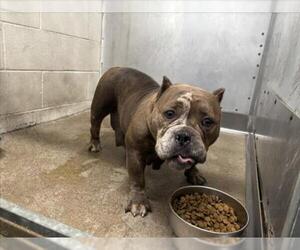 Bulldog-Unknown Mix Dogs for adoption in San Bernardino, CA, USA