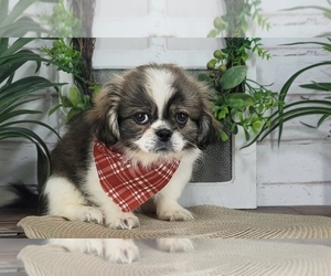 Shinese Puppy for sale in MOUNT VERNON, OH, USA