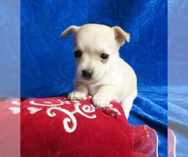Medium Photo #4 Chihuahua Puppy For Sale in GROVESPRING, MO, USA