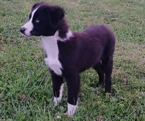 Miniature Australian Shepherd Puppy for sale in MILTON, WI, USA