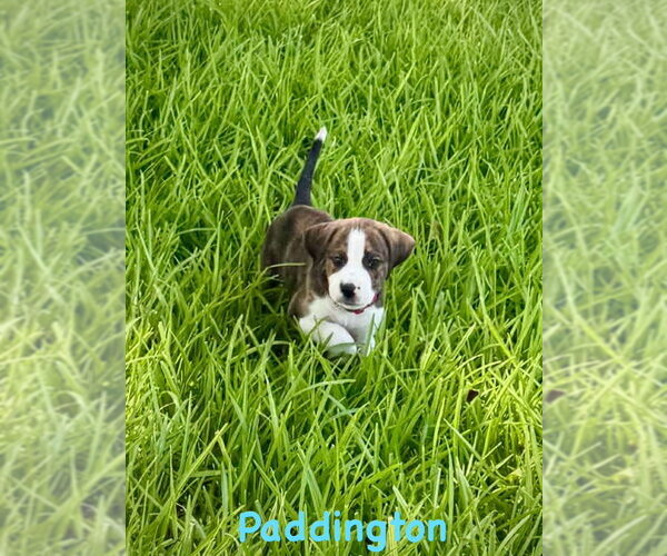 Medium Photo #4 Boxer Puppy For Sale in Dumont, NJ, USA