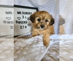 Puppy 4 Aussiedoodle Miniature -Miniature Bernedoodle Mix