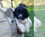 Puppy 6 German Shorthaired Pointer-Great Pyrenees Mix