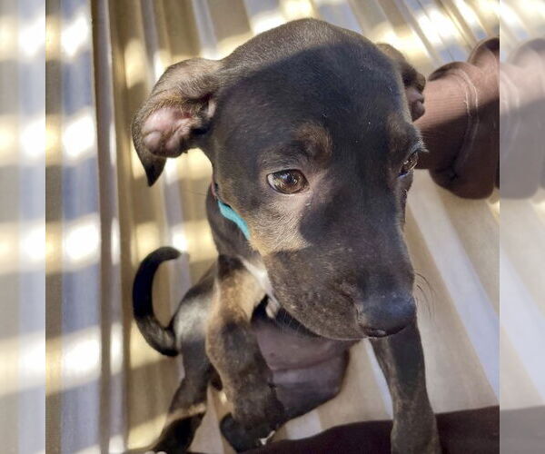 Medium Photo #1 Mutt Puppy For Sale in San Juan Capistrano, CA, USA