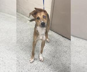 Bluetick Coonhound Dogs for adoption in Conroe, TX, USA