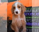 Small Photo #11 Australian Labradoodle Puppy For Sale in ASPERMONT, TX, USA