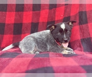 Australian Cattle Dog Puppy for sale in LAKELAND, FL, USA
