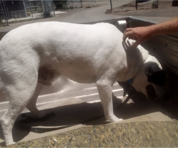 Medium Photo #11 American Pit Bull Terrier-Labrador Retriever Mix Puppy For Sale in Monte Vista, CO, USA