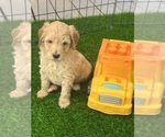 Puppy Puppy 3 Goldendoodle