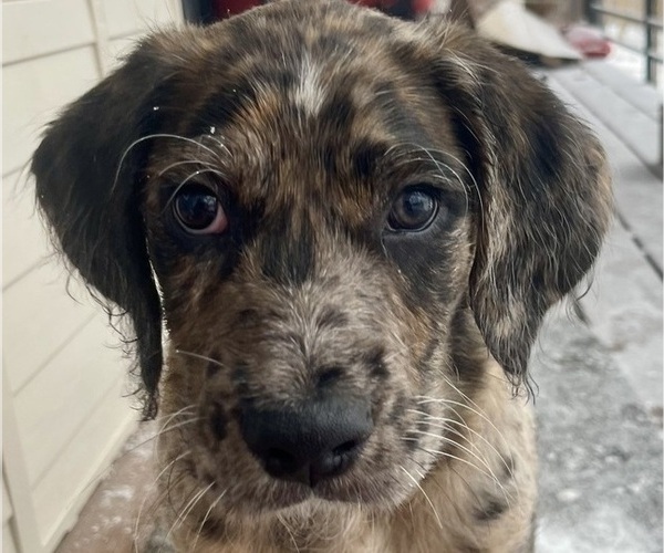 Medium Photo #32 Boxer-Poodle (Standard) Mix Puppy For Sale in WEST POINT, VA, USA