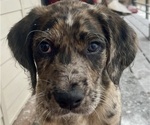 Small Photo #32 Boxer-Poodle (Standard) Mix Puppy For Sale in WEST POINT, VA, USA