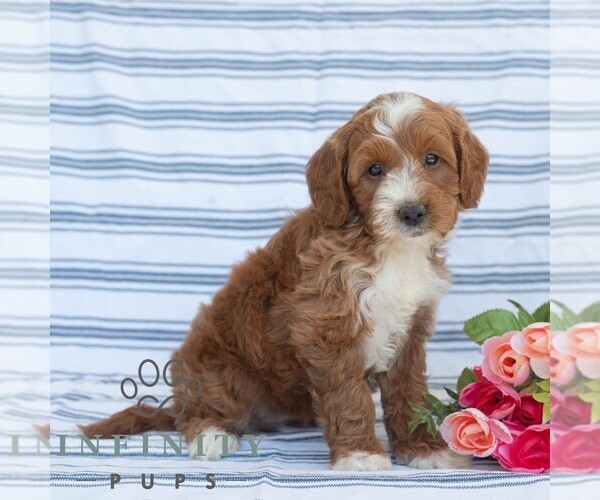 Medium Photo #4 Goldendoodle (Miniature) Puppy For Sale in DORNSIFE, PA, USA