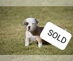 Small Photo #10 American Bulldog Puppy For Sale in EL PASO, TX, USA