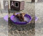 Small #2 Siberian Husky-Weimaraner Mix
