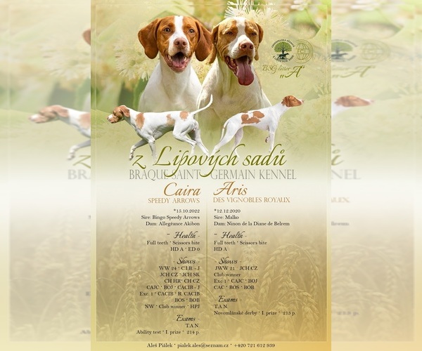 Medium Photo #1 Saint-German Pointer Puppy For Sale in Svaty Jur, Bratislavsky, Slovakia