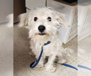 Maltese-Unknown Mix Dogs for adoption in Fremont, CA, USA