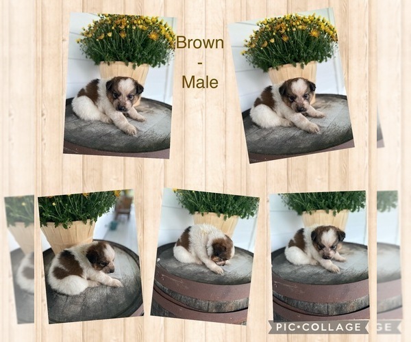 Medium Photo #1 Border-Aussie Puppy For Sale in BLMGTN, IN, USA