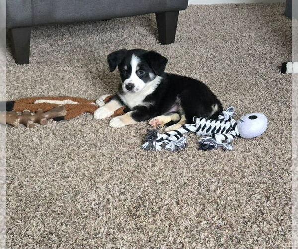 Medium Photo #2 Mutt Puppy For Sale in Fort Wayne, IN, USA