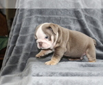 Small Photo #9 Bulldog Puppy For Sale in BRANDON, FL, USA
