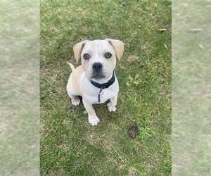 Mutt Dogs for adoption in Martinez, CA, USA