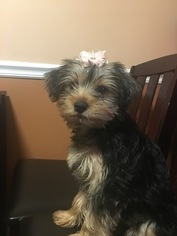 Yorkshire Terrier Puppy for sale in NEW BRIT, CT, USA