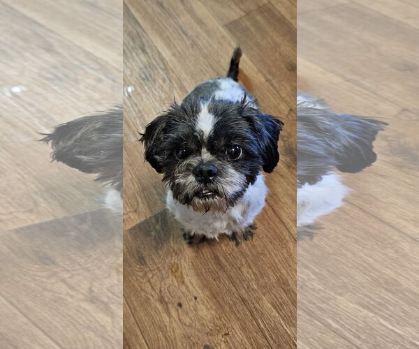Medium Photo #1 Shih Tzu Puppy For Sale in St. Louis Park, MN, USA