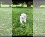 Small Photo #10 German Shepherd Dog Puppy For Sale in CHARLESTOWN, IN, USA