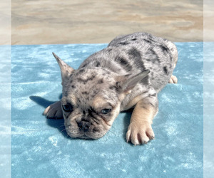 French Bulldog Puppy for sale in TAMPA, FL, USA