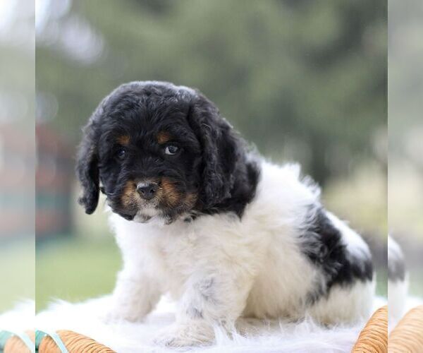 Medium Photo #2 Cockapoo Puppy For Sale in GORDONVILLE, PA, USA