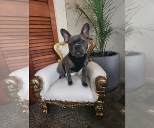 French Bulldog Puppy for sale in BRYAN, OH, USA