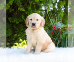 Small #4 Golden Retriever