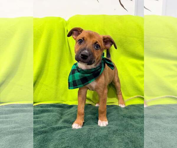 Medium Photo #4 Mutt Puppy For Sale in Pompano Beach , FL, USA