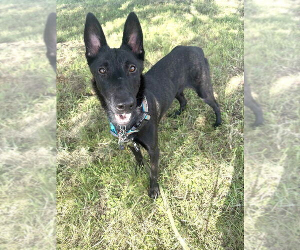 Medium Photo #3 Mutt Puppy For Sale in Imlay City, MI, USA