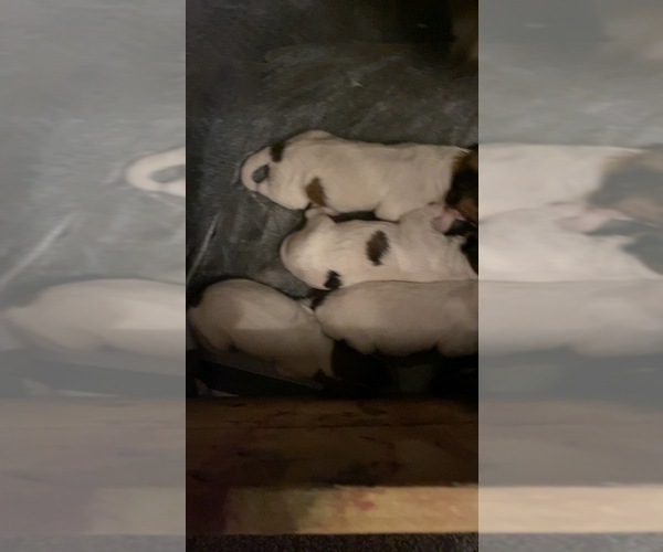 Medium Photo #1 Shetland Sheepdog Puppy For Sale in ELMWOOD, IL, USA