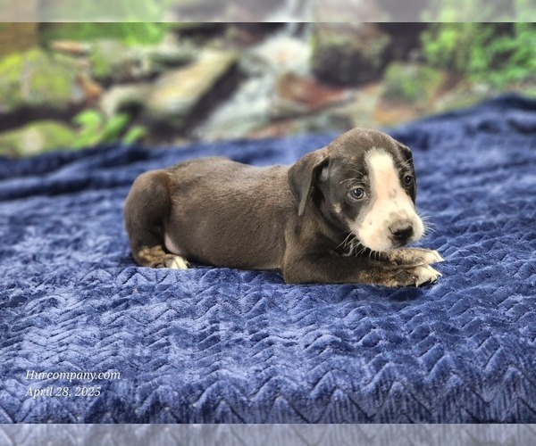 Medium Photo #9 Catahoula Leopard Dog Puppy For Sale in CUMBY, TX, USA