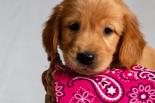 Medium Photo #25 Golden Retriever Puppy For Sale in EX SPGS, MO, USA