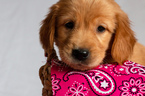 Small Photo #25 Golden Retriever Puppy For Sale in EX SPGS, MO, USA