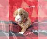 Image preview for Ad Listing. Nickname: BRIGHT LUMI